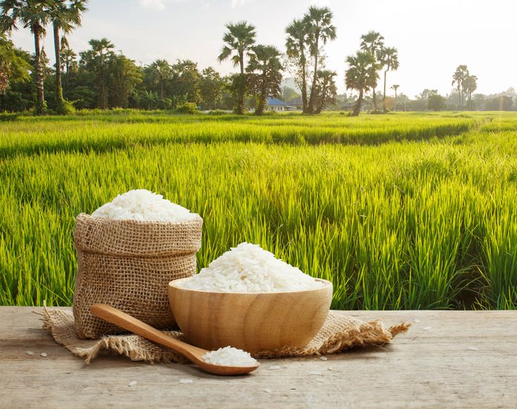 Rice field with premium rice bowls